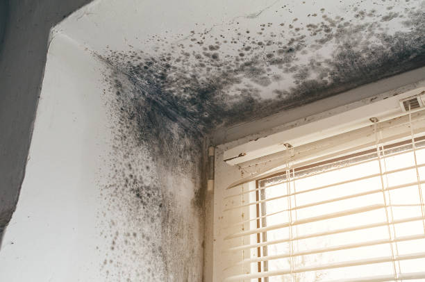Affordable Mold Cleanup solutions in Jacksonville, IL