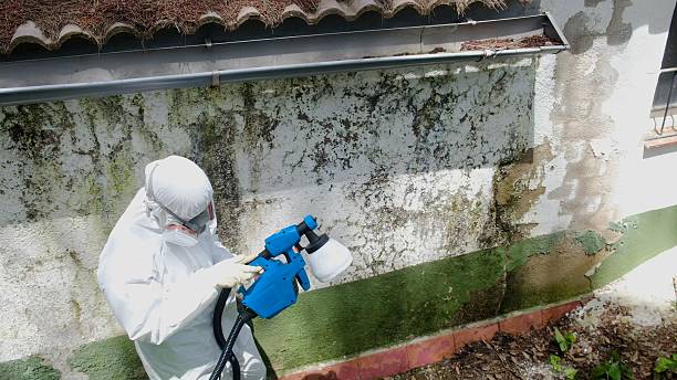 Top rated local Mold Cleanup specialists in Jacksonville, IL